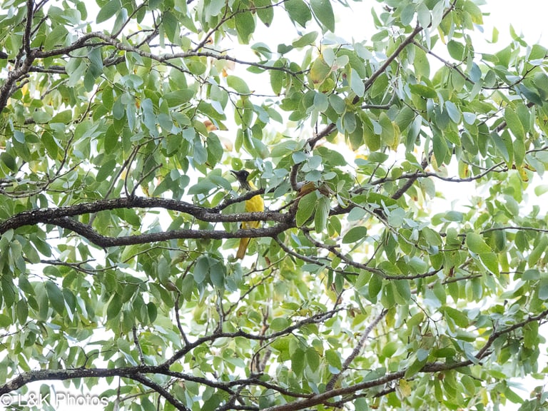 A bird with a bright yellow body, contrasting black head, and a flesh-colored beak, perched in a leafy canopy