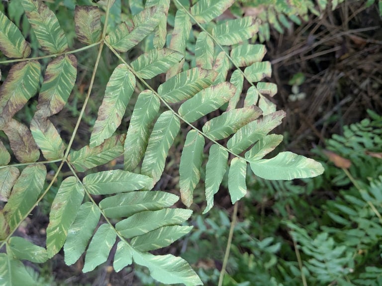 A large clump-forming fern with tall, bipinnate pale-green fronds rising from a stout, trunk-like rhizome, some fronds tipped with a dense brown, flower-like cluster of spore cases.