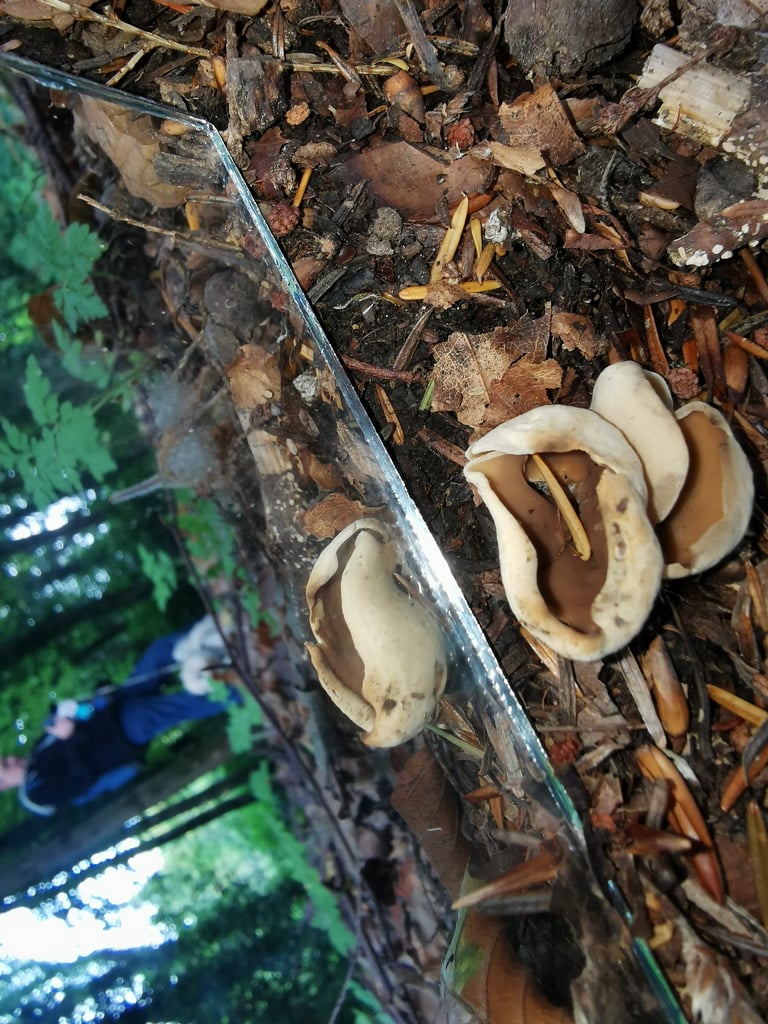 *Otidea alutacea* 자낭반균의 자실체