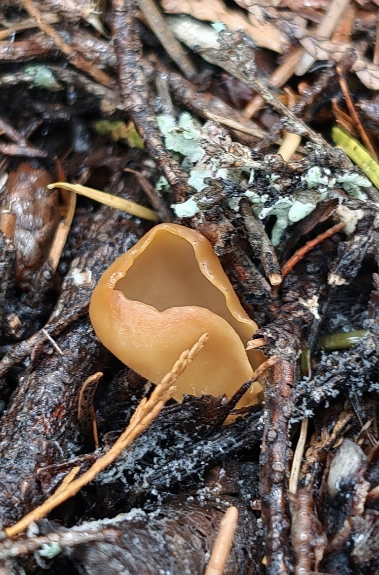 *Otidea alutacea* 자낭반균의 자실체