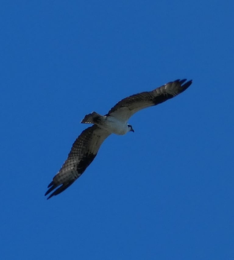 Un falco pescatore in volo sopra l'acqua, con piumaggio bruno sul dorso e bianco sul ventre, testa bianca con una banda scura sugli occhi