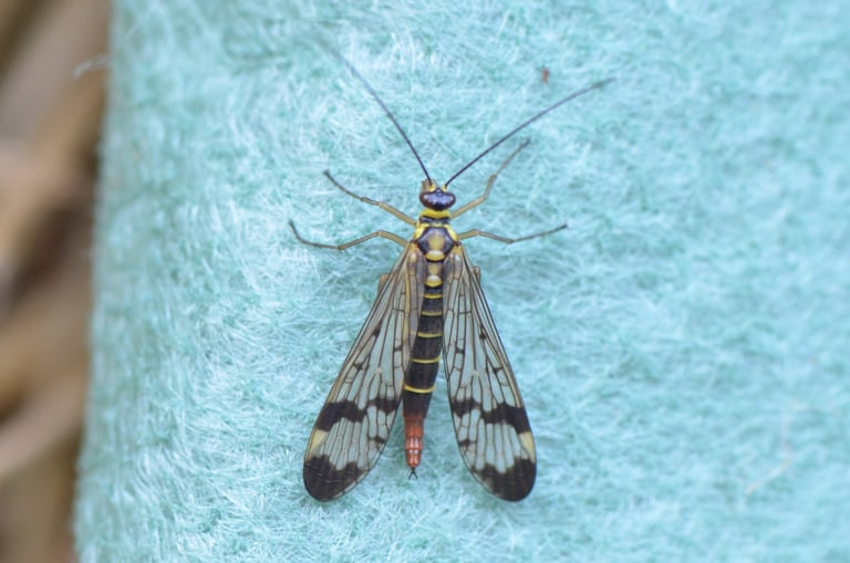 A slender insect with a black-and-yellow body, a reddish head drawn into a long downward-pointing beak, and clear wings marked with dark spots; the male carries a pair of curved claspers at the tip of its abdomen resembling a scorpion's tail.