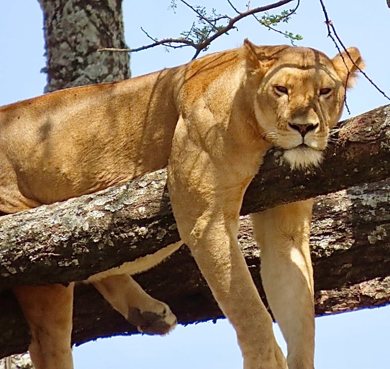 A muscular, tawny-coated lion with a broad chest, short rounded head, and round ears; an adult male displays a thick mane covering the head, neck, and shoulders, while females and cubs lack this feature.