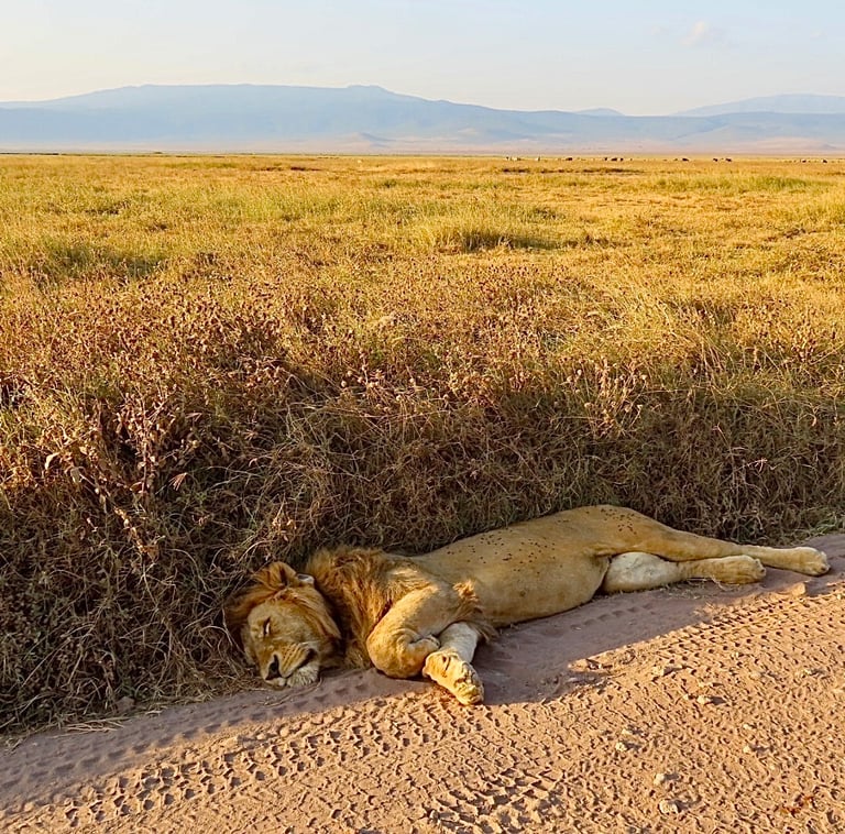 A muscular, tawny-coated lion with a broad chest, short rounded head, and round ears; an adult male displays a thick mane covering the head, neck, and shoulders, while females and cubs lack this feature.
