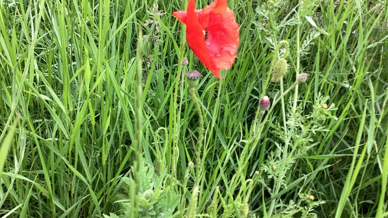 Papoila-comum com pétalas vermelhas vivas e mancha escura na base, caule fino e peludo, em campo aberto