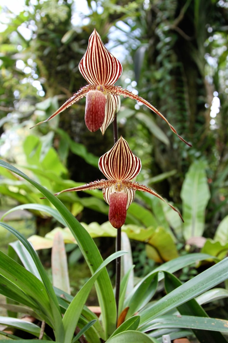 A Paphiopedilum rothschildianum orchid with a rosette of long, strap-shaped green leaves and a tall upright stem bearing several large flowers with green-and-maroon striped petals held almost horizontally.