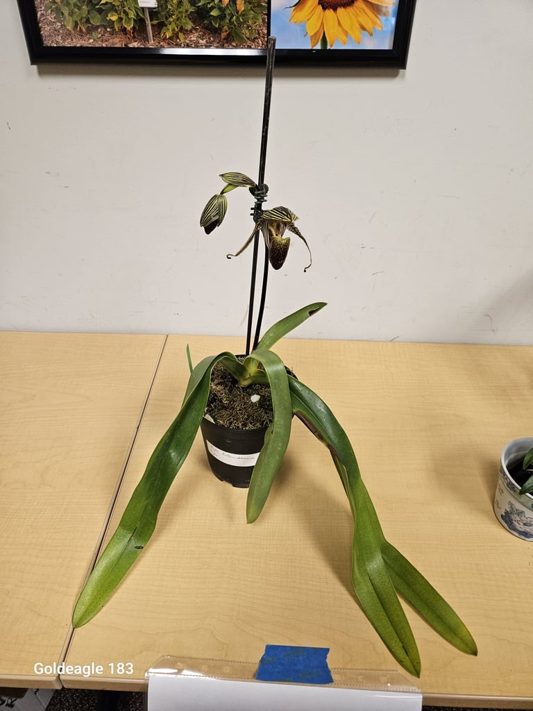 A Paphiopedilum rothschildianum orchid with a rosette of long, strap-shaped green leaves and a tall upright stem bearing several large flowers with green-and-maroon striped petals held almost horizontally.