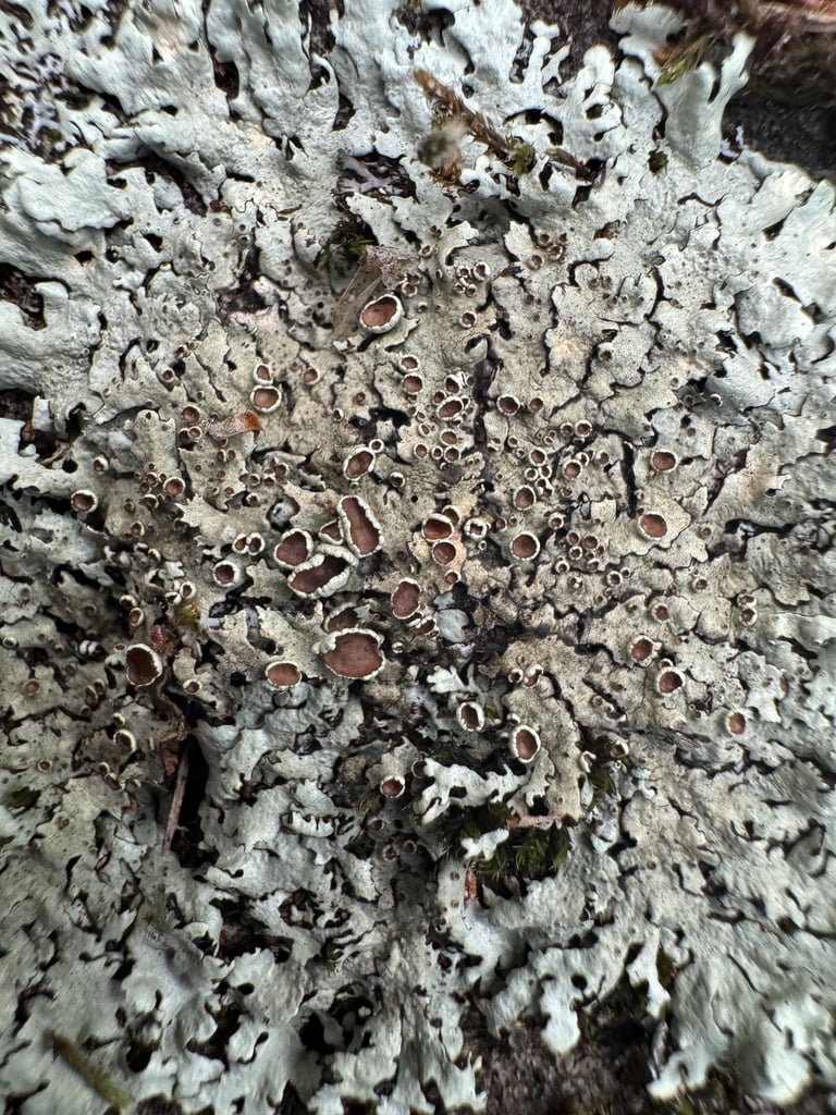 A greenish-grey foliose lichen with tightly overlapping lobes and dense, cylindrical projections covering its central surface, growing flat against tree bark
