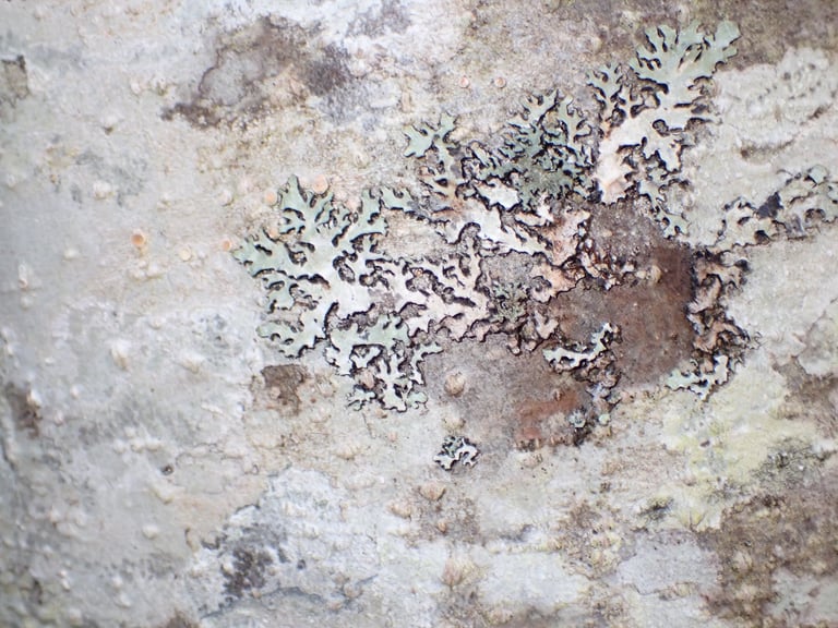 A greenish-grey foliose lichen with tightly overlapping lobes and dense, cylindrical projections covering its central surface, growing flat against tree bark