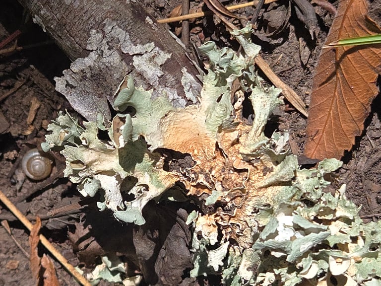 A gray, leaf-like foliose lichen with ruffled lobes, hair-like cilia along the lobe edges, and rounded disc-shaped apothecia bearing a small central hole.