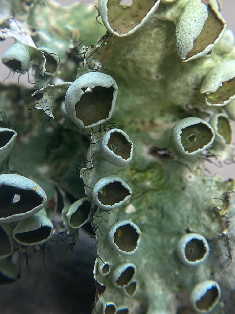 A gray, leaf-like foliose lichen with ruffled lobes, hair-like cilia along the lobe edges, and rounded disc-shaped apothecia bearing a small central hole.
