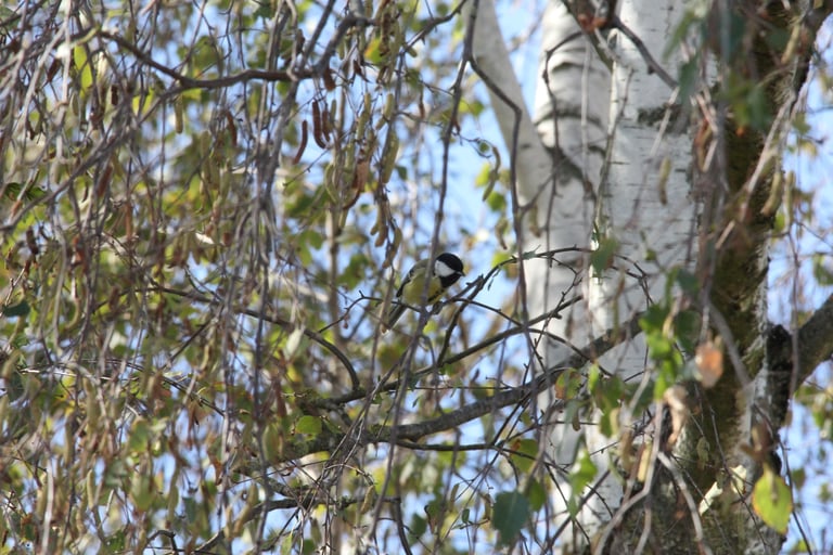 A small songbird with a bluish-black head, white cheeks, olive-green back, and a bright yellow breast split by a black central stripe, perched on a branch.