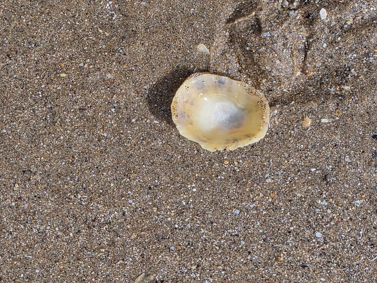 A conical, grayish-brown limpet shell with faint ridges, attached firmly to a wet intertidal rock, its broad oval base sealed against the stone surface.