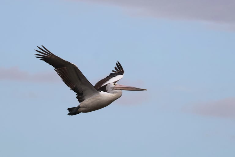 Un grand pélican blanc aux ailes noires et au long bec rose pâle, posé au bord de l'eau