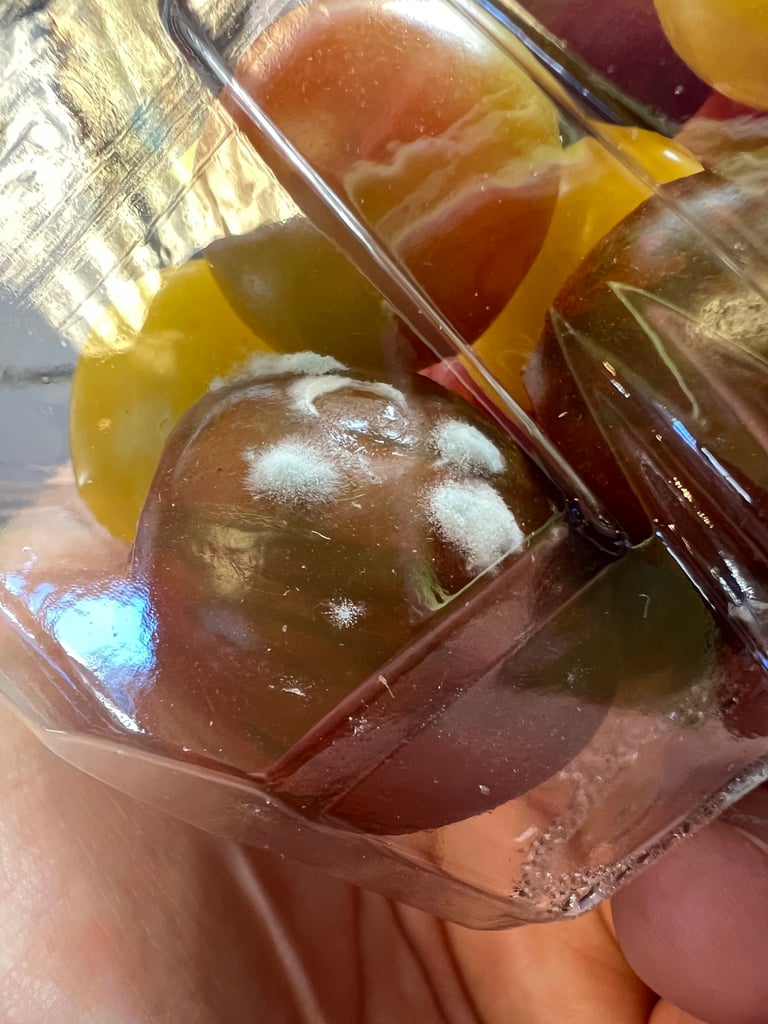 Mikroskopische Aufnahme von Penicillium chrysogenum mit pinselartigen Konidienträgern und blaugrünem, samtigem Schimmelrasen