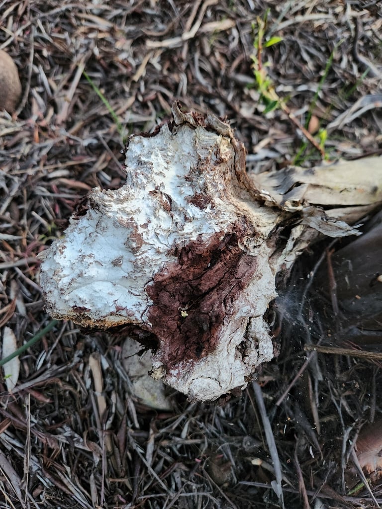 Mikroskopische Aufnahme von Penicillium chrysogenum mit pinselartigen Konidienträgern und blaugrünem, samtigem Schimmelrasen
