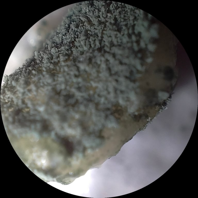 Kolonie des Schimmelpilzes Penicillium roqueforti auf einem Nährmedium, olivbraun bis grünlich mit samtiger Oberfläche