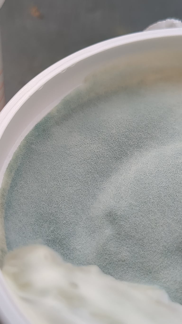 Kolonie des Schimmelpilzes Penicillium roqueforti auf einem Nährmedium, olivbraun bis grünlich mit samtiger Oberfläche
