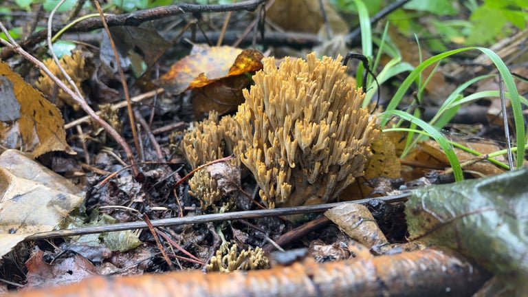 A small, branched coral-shaped mushroom with slender, yellow-green to olive branches growing from the forest floor