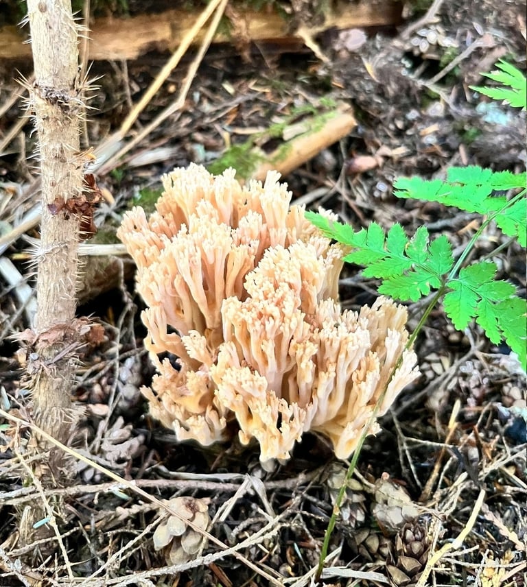 A small, branched coral-shaped mushroom with slender, yellow-green to olive branches growing from the forest floor