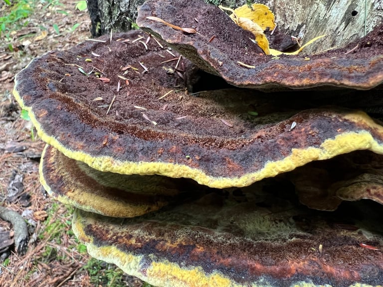 A tannish, velvety bracket-like fungus with a darker brown center and pale orange margin, growing at the base of a conifer trunk and incorporating grass and pine needles into its cap.