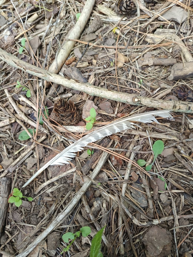 Un mâle adulte de faisan de Colchide, au plumage cuivré barré de noir, à tête vert bouteille, petite huppe, joues rouges et très longue queue