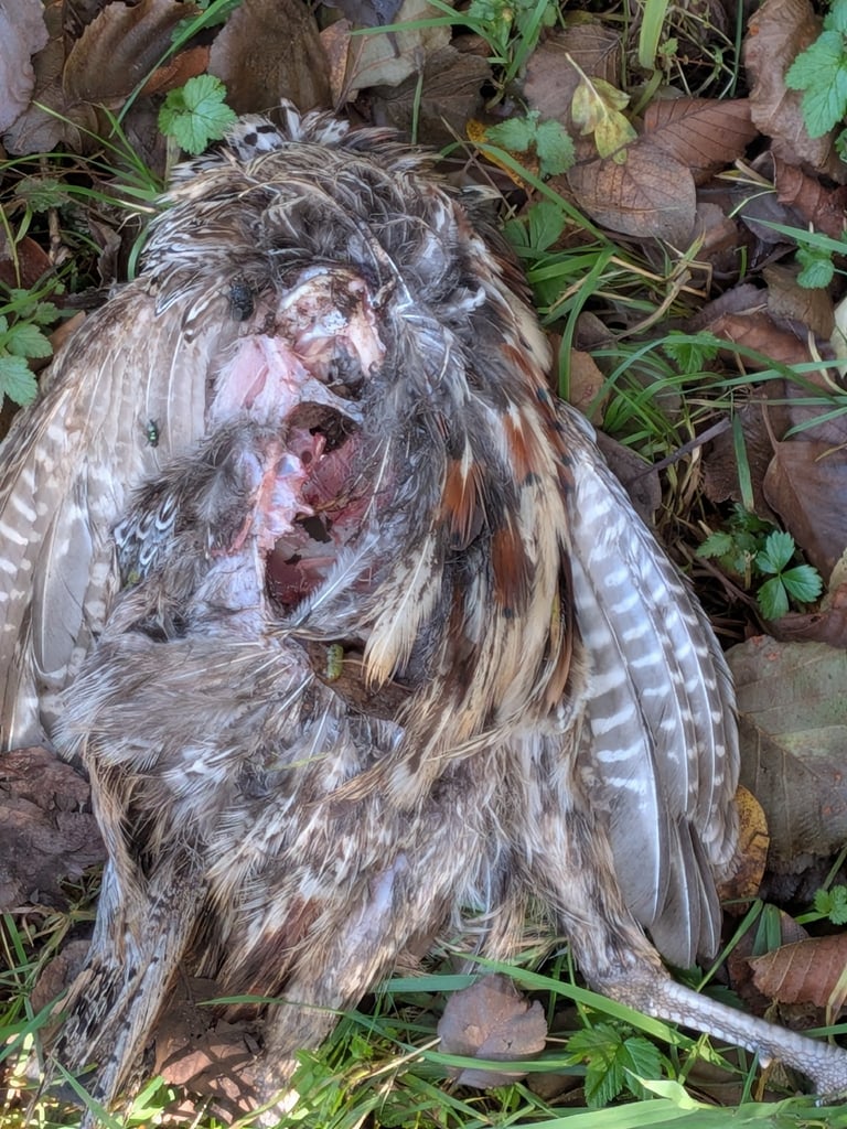 Un mâle adulte de faisan de Colchide, au plumage cuivré barré de noir, à tête vert bouteille, petite huppe, joues rouges et très longue queue