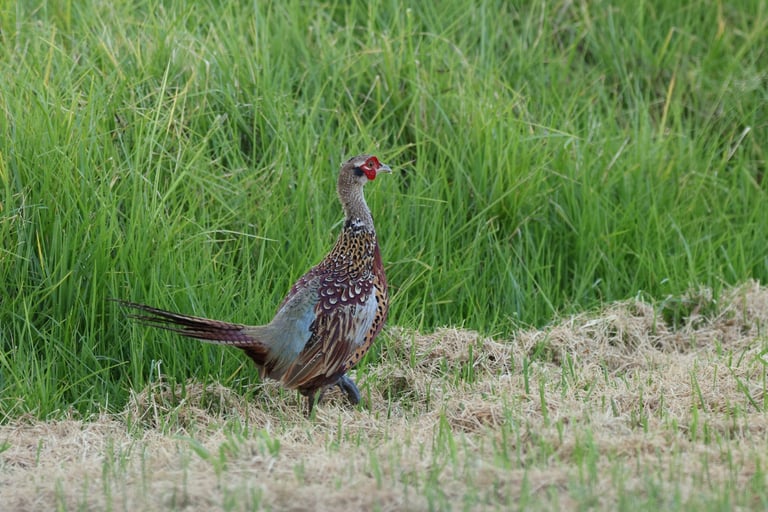An adult male common pheasant standing on open ground, showing a bottle-green head with a small crest, bright red facial wattle, copper-red and gold barred body plumage, and a long, pointed brown tail streaked with black.