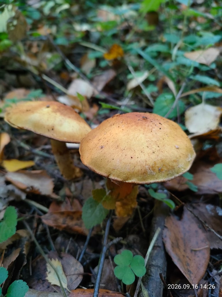 A yellowish mushroom with a domed cap, darker at the center and paler at the edges, growing beneath birch trees, with a swollen white-and-yellow stipe bearing brownish veil remnants