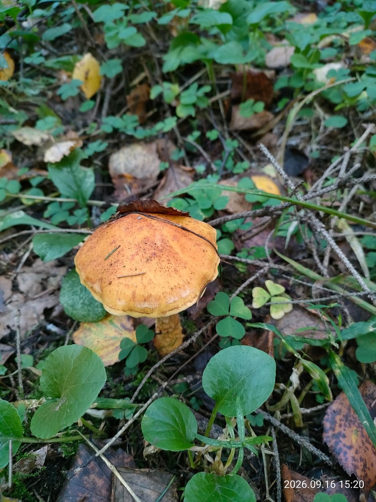 A yellowish mushroom with a domed cap, darker at the center and paler at the edges, growing beneath birch trees, with a swollen white-and-yellow stipe bearing brownish veil remnants