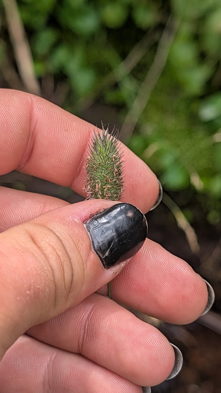 Phylum Ex Phleum alpinum (Alpine Cat's-tail): Cold-Tolerant Grass