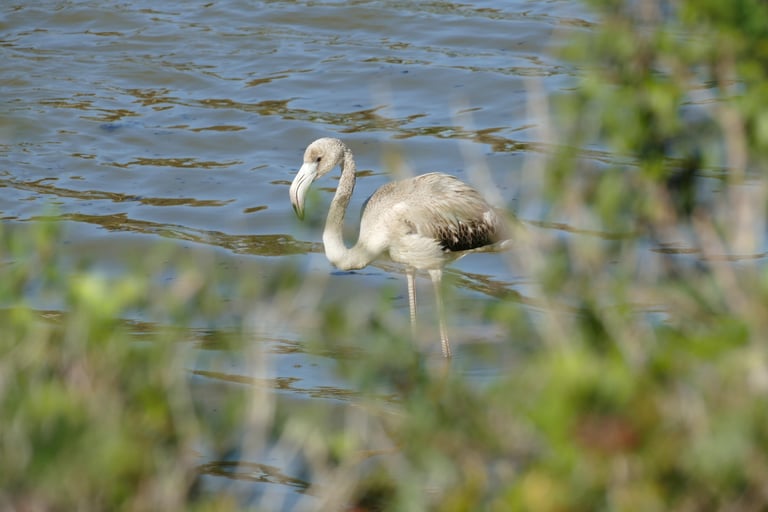 An adult greater flamingo standing in shallow water, showing pink-white body plumage, red wing coverts, black flight feathers, a downward-curved pink bill with a black tip, and long pink legs.