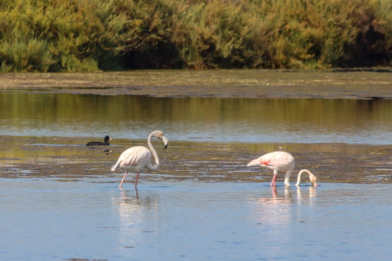 An adult greater flamingo standing in shallow water, showing pink-white body plumage, red wing coverts, black flight feathers, a downward-curved pink bill with a black tip, and long pink legs.