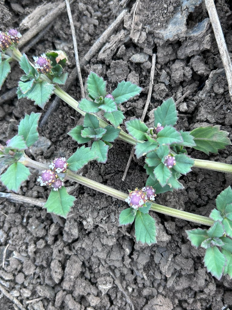 A low, mat-forming ground cover plant with small rounded green leaves and compact flower heads showing a purple center ringed by white-to-pink florets