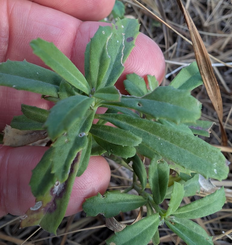 A low, mat-forming ground cover plant with small rounded green leaves and compact flower heads showing a purple center ringed by white-to-pink florets