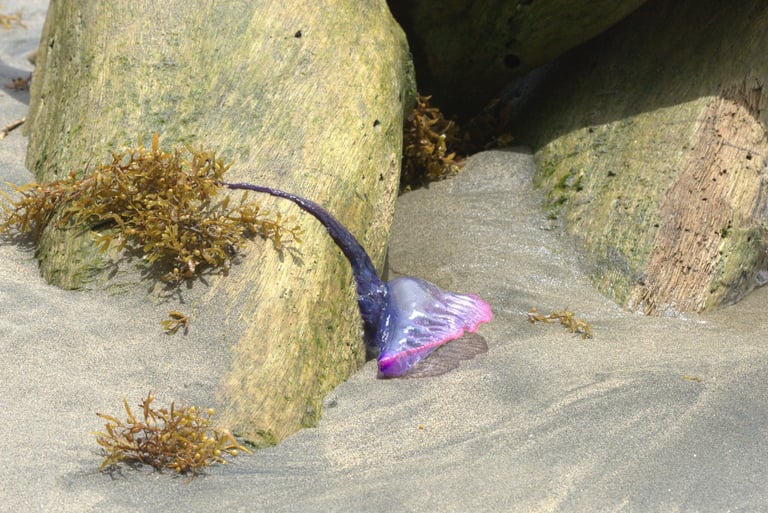 A translucent, balloon-like blue-and-pink float drifting on the ocean surface with long, trailing blue tentacles hanging beneath it.