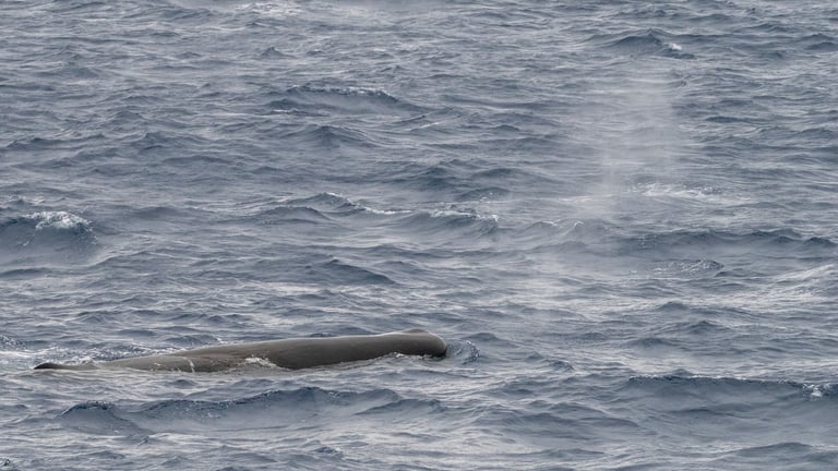 Paus sperma dewasa dengan kepala besar berbentuk kotak dan tubuh abu-abu gelap, terlihat di permukaan laut dengan semburan miring dari lubang napasnya