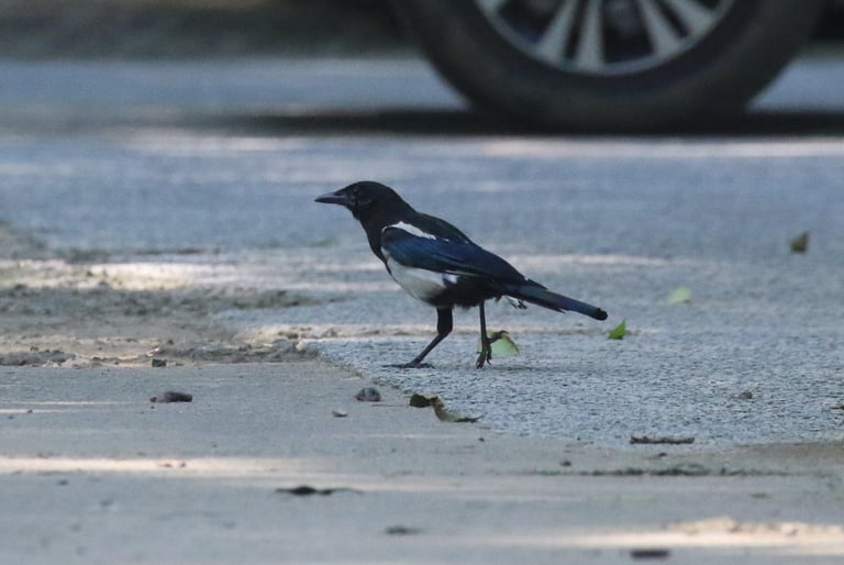 A black-and-white magpie with a long tail, glossy dark head and back showing faint blue or green iridescence, white shoulder patches, and a mostly black rump with a narrow greyish-white band.