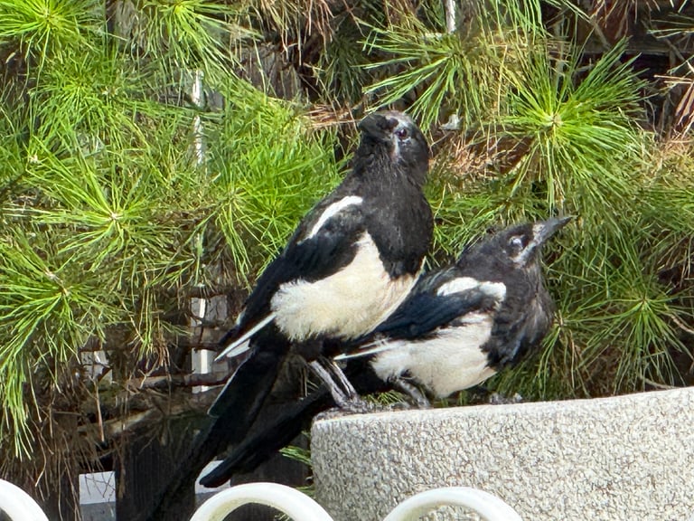 A black-and-white magpie with a long tail, glossy dark head and back showing faint blue or green iridescence, white shoulder patches, and a mostly black rump with a narrow greyish-white band.