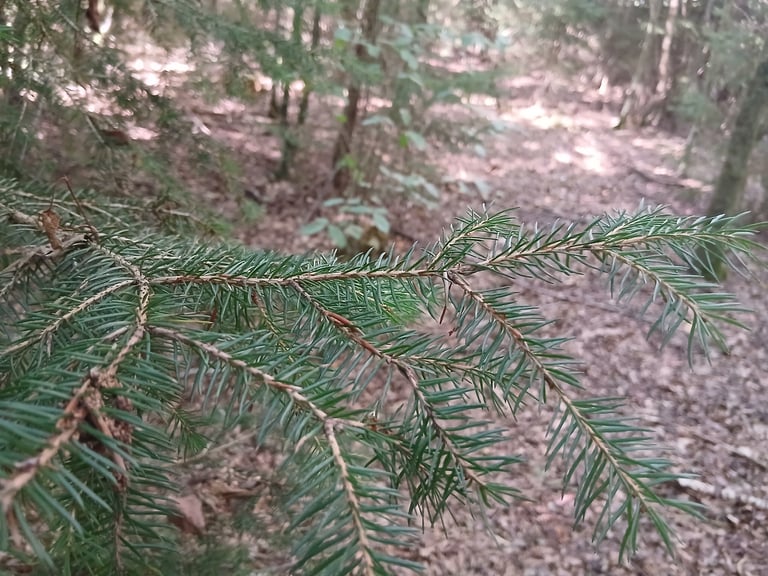 Uma árvore adulta de *Picea abies*, de copa cónica e folhagem de agulhas verde-escuras