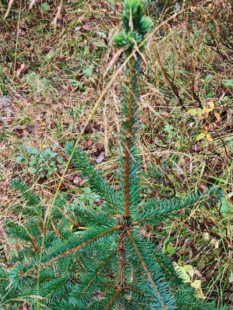 Uma árvore adulta de *Picea abies*, de copa cónica e folhagem de agulhas verde-escuras
