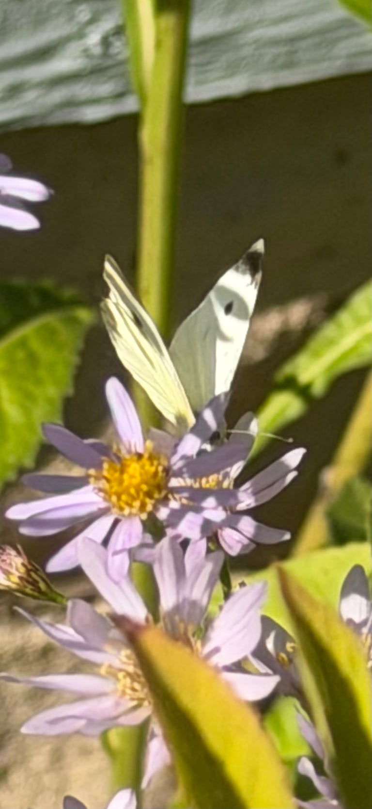 Mariposa blanca pequeña con las puntas de las alas delanteras negras y dos manchas oscuras en cada ala anterior