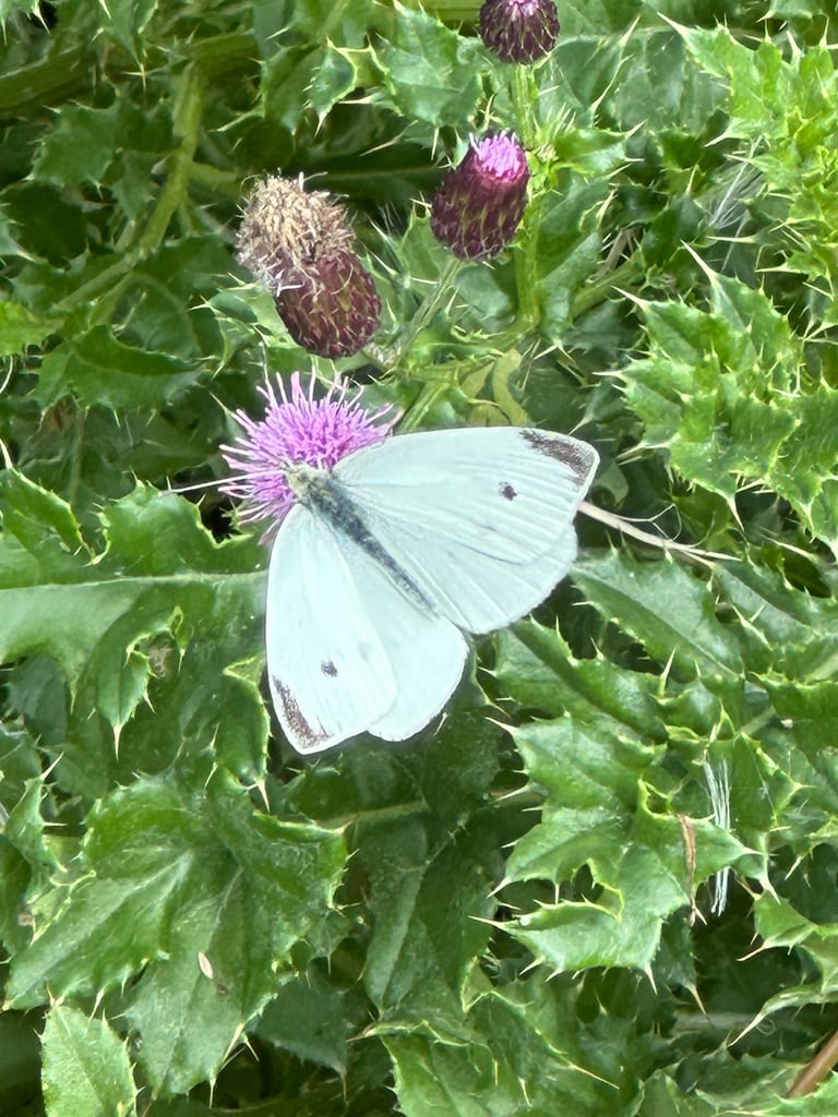 Mariposa blanca pequeña con las puntas de las alas delanteras negras y dos manchas oscuras en cada ala anterior