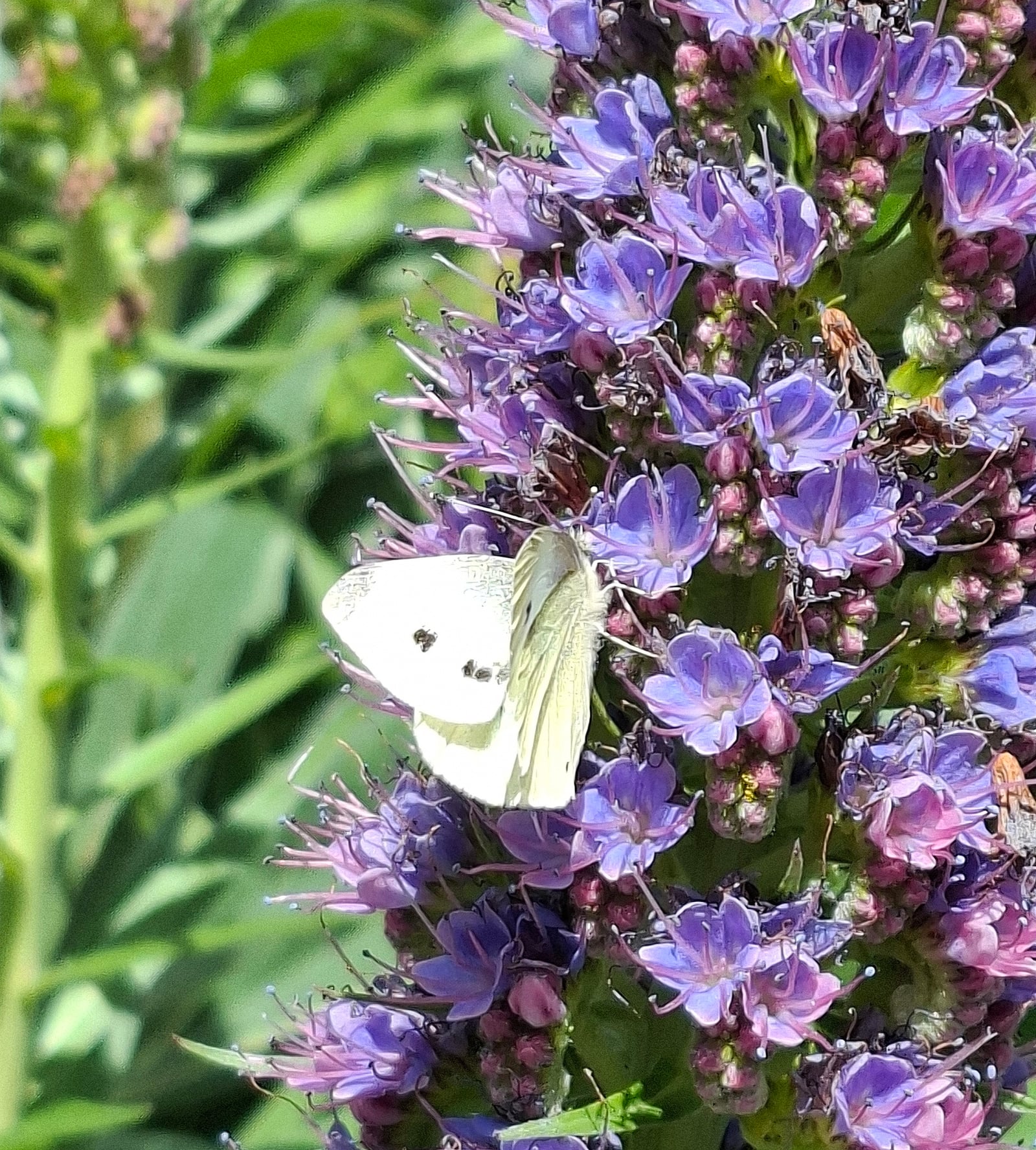 Mariposa de la col