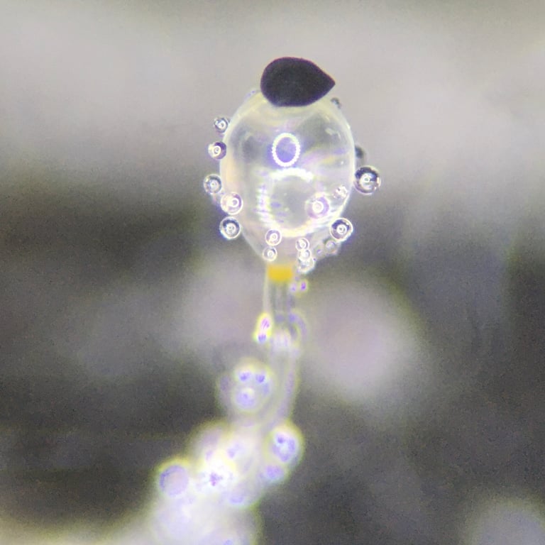 A tiny translucent fungal stalk growing on animal dung, topped with a dark, glistening sporangium poised to launch its spores.