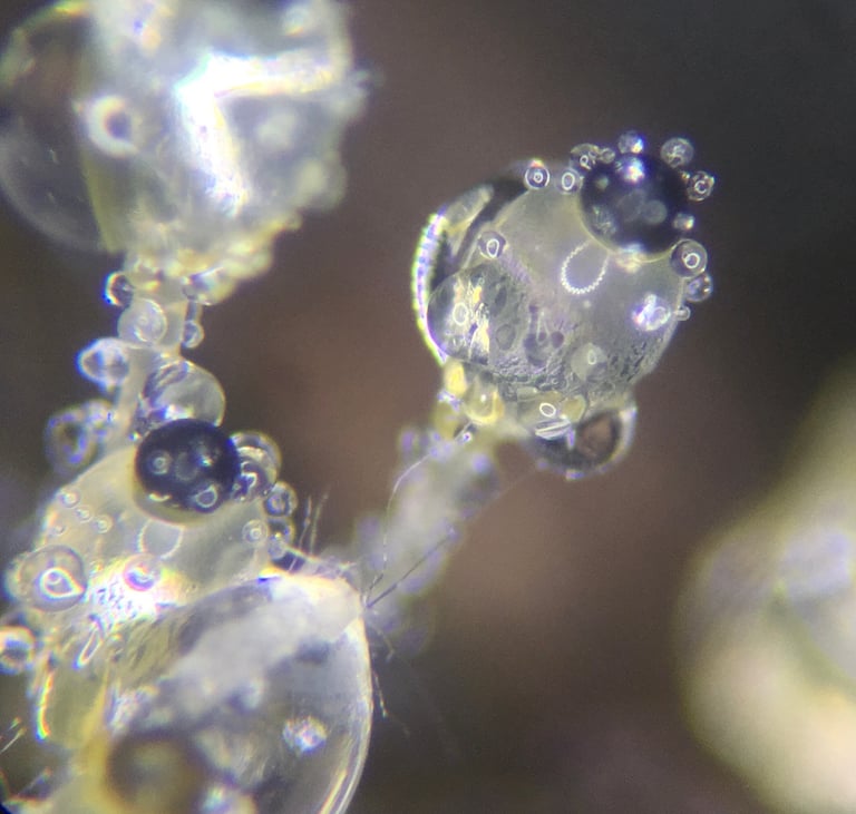 A tiny translucent fungal stalk growing on animal dung, topped with a dark, glistening sporangium poised to launch its spores.