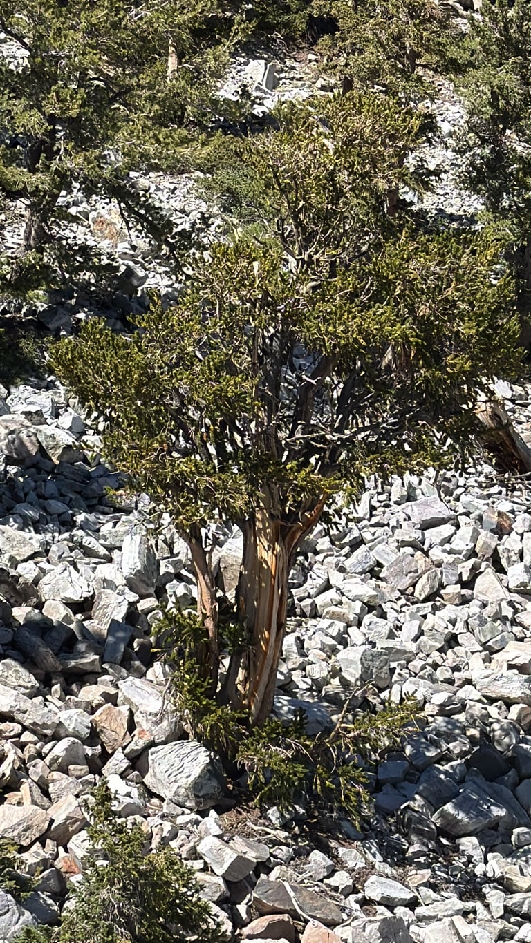 껍질이 주황빛을 띠고 줄기가 뒤틀린 고산 지대의 오래된 *Pinus longaeva* 나무