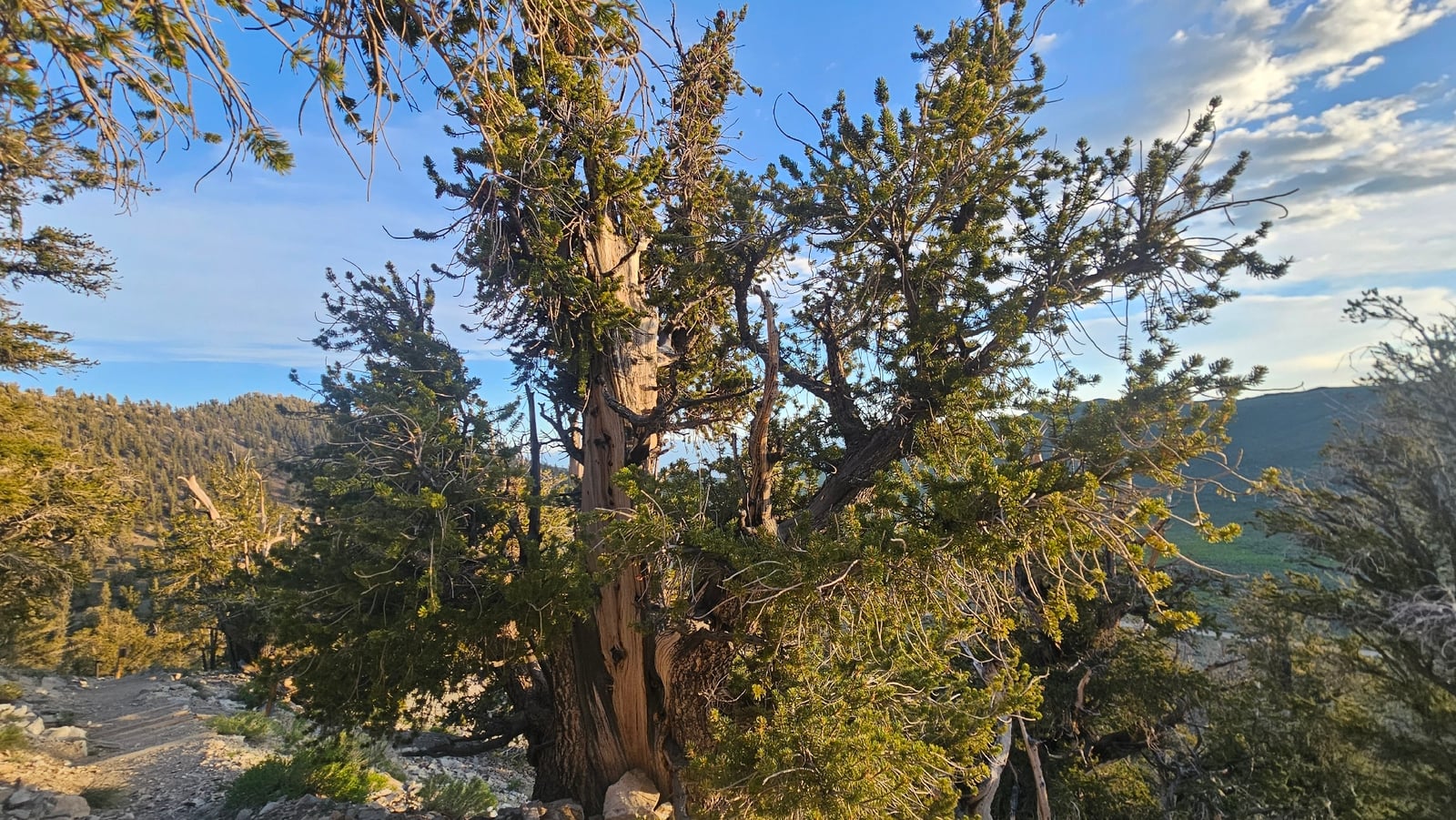 Piinus Pinus longaeva: pino de alta montaña que vive miles de años