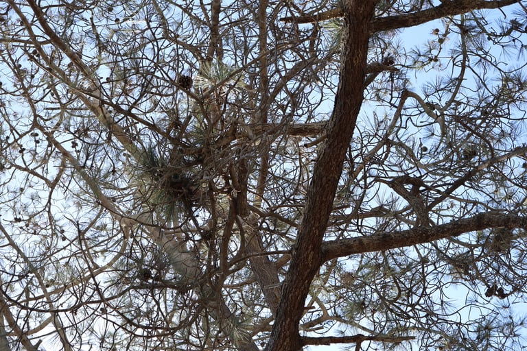 Eine breitkronige Kiefer mit langen, in Fünfergruppen stehenden Nadeln und schweren, stumpfen Zapfen, wachsend auf einer windgepeitschten Küstenklippe