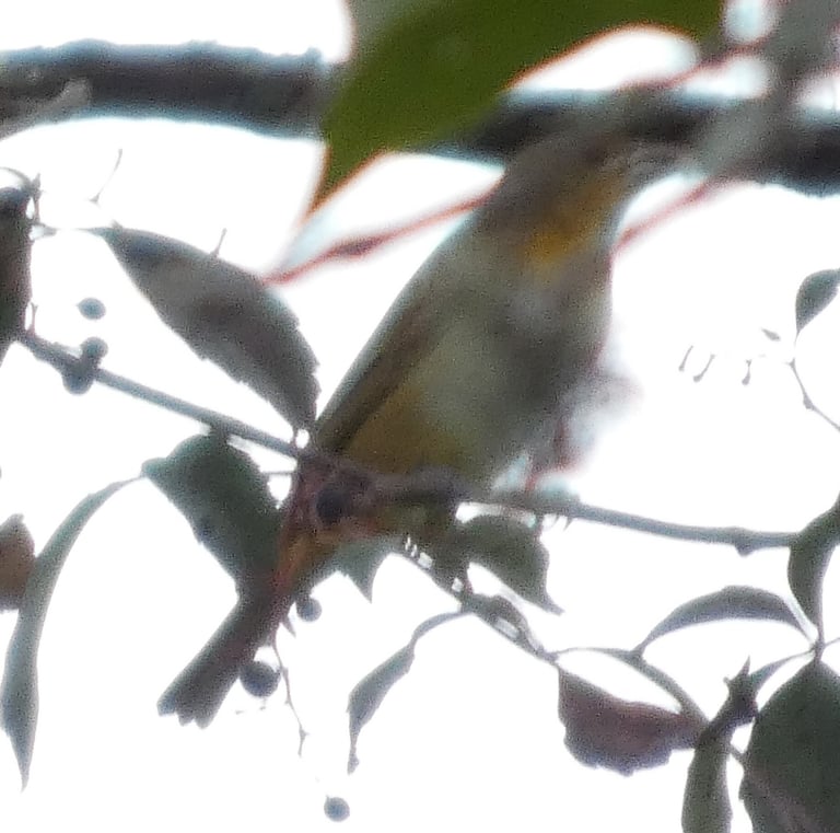 A rose-red songbird with a stout, pointed bill perched on a branch in the forest canopy